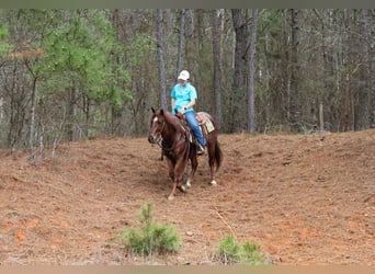 American Quarter Horse, Gelding, 7 years, 14.2 hh, Roan-Red