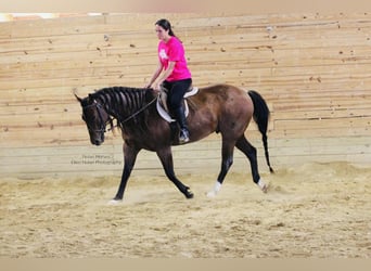 American Quarter Horse, Gelding, 7 years, 14.2 hh, Roan-Red American Quarter Horse, Gelding, 7 years, 14.2 hh, Roan-Red