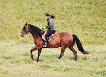 American Quarter Horse, Gelding, 7 years, 14.2 hh, Roan-Red American Quarter Horse, Gelding, 7 years, 14.2 hh, Roan-Red