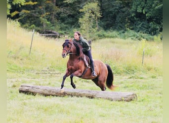 American Quarter Horse, Gelding, 7 years, 14.2 hh, Roan-Red American Quarter Horse, Gelding, 7 years, 14.2 hh, Roan-Red