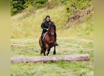 American Quarter Horse, Gelding, 7 years, 14.2 hh, Roan-Red American Quarter Horse, Gelding, 7 years, 14.2 hh, Roan-Red