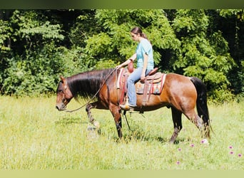 American Quarter Horse, Gelding, 7 years, 14.2 hh, Roan-Red American Quarter Horse, Gelding, 7 years, 14.2 hh, Roan-Red
