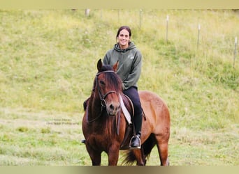 American Quarter Horse, Gelding, 7 years, 14.2 hh, Roan-Red American Quarter Horse, Gelding, 7 years, 14.2 hh, Roan-Red