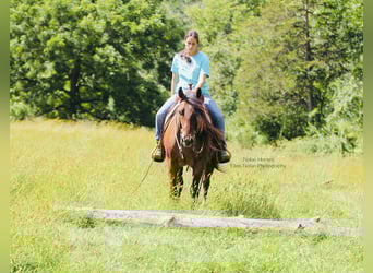 American Quarter Horse, Gelding, 7 years, 14.2 hh, Roan-Red American Quarter Horse, Gelding, 7 years, 14.2 hh, Roan-Red