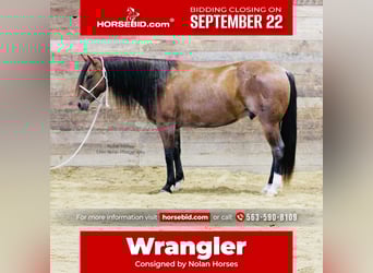 American Quarter Horse, Gelding, 7 years, 14.2 hh, Roan-Red American Quarter Horse, Gelding, 7 years, 14.2 hh, Roan-Red