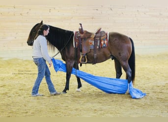 American Quarter Horse, Gelding, 7 years, 14.2 hh, Roan-Red American Quarter Horse, Gelding, 7 years, 14.2 hh, Roan-Red