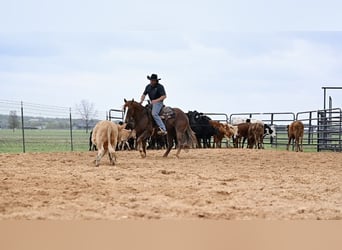 American Quarter Horse, Gelding, 7 years, 14.2 hh, Sorrel