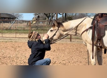 American Quarter Horse, Gelding, 7 years, 14,2 hh, Tobiano-all-colors