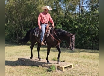 American Quarter Horse, Gelding, 7 years, 14.3 hh, Black