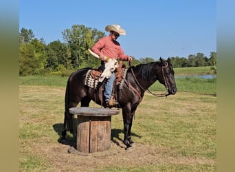 American Quarter Horse, Gelding, 7 years, 14.3 hh, Black