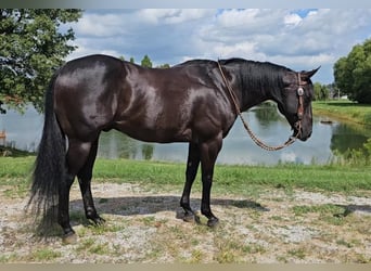 American Quarter Horse, Gelding, 7 years, 14.3 hh, Black