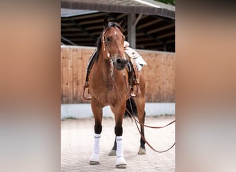 American Quarter Horse, Gelding, 7 years, 14,3 hh, Brown