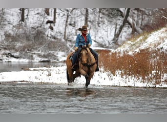 American Quarter Horse, Gelding, 7 years, 14.3 hh, Buckskin