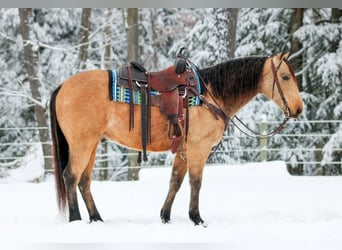 American Quarter Horse, Gelding, 7 years, 14.3 hh, Buckskin