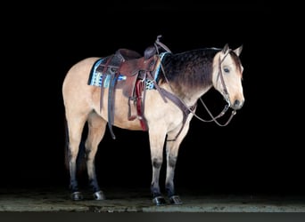 American Quarter Horse, Gelding, 7 years, 14.3 hh, Buckskin