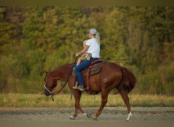 American Quarter Horse, Gelding, 7 years, 14.3 hh, Chestnut-Red