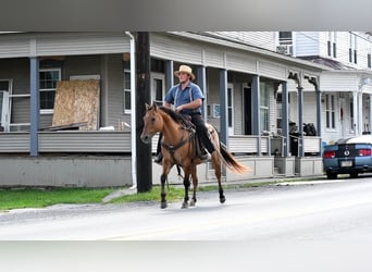 American Quarter Horse, Gelding, 7 years, 14.3 hh, Dun