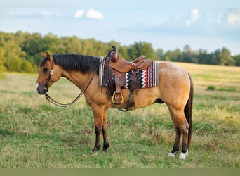 American Quarter Horse, Gelding, 7 years, 14.3 hh, Dun