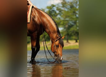 American Quarter Horse, Gelding, 7 years, 14.3 hh, Dun