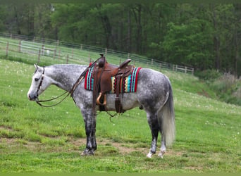 American Quarter Horse, Gelding, 7 years, 14.3 hh, Gray-Dapple