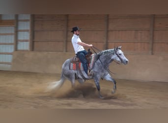 American Quarter Horse, Gelding, 7 years, 14.3 hh, Gray-Dapple
