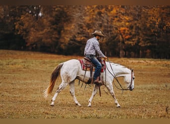 American Quarter Horse, Gelding, 7 years, 14,3 hh, Gray