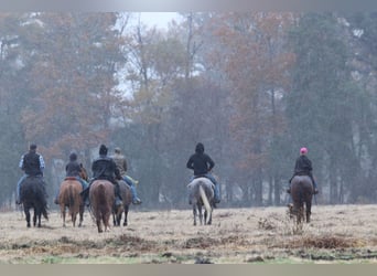 American Quarter Horse, Gelding, 7 years, 14,3 hh, Gray