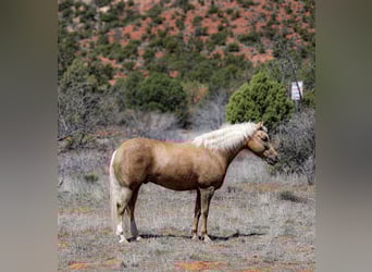 American Quarter Horse, Gelding, 7 years, 14.3 hh, Palomino