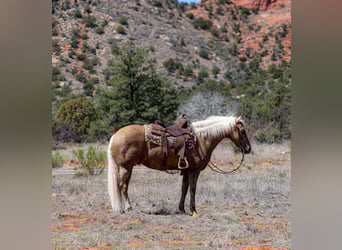 American Quarter Horse, Gelding, 7 years, 14.3 hh, Palomino