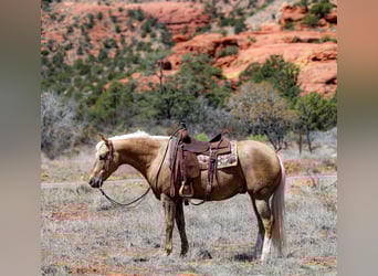 American Quarter Horse, Gelding, 7 years, 14.3 hh, Palomino