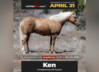 American Quarter Horse, Gelding, 7 years, 14.3 hh, Palomino