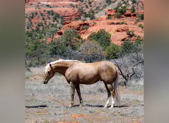American Quarter Horse, Gelding, 7 years, 14.3 hh, Palomino