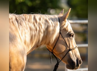 American Quarter Horse, Gelding, 7 years, 14,3 hh, Palomino