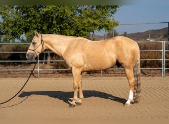 American Quarter Horse, Gelding, 7 years, 14,3 hh, Palomino