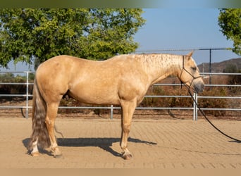 American Quarter Horse, Gelding, 7 years, 14,3 hh, Palomino