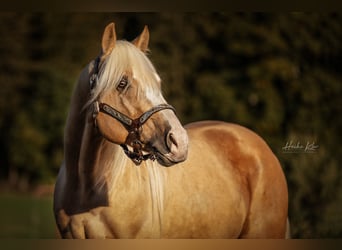 American Quarter Horse, Gelding, 7 years, 14,3 hh, Palomino