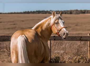 American Quarter Horse, Gelding, 7 years, 14,3 hh, Palomino