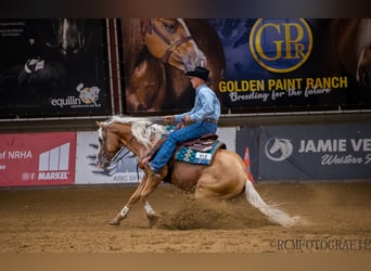 American Quarter Horse, Gelding, 7 years, 14,3 hh, Palomino