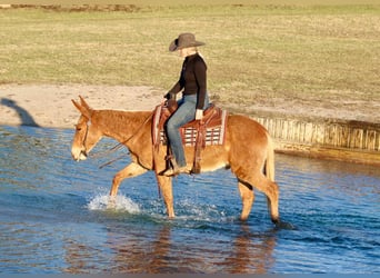 American Quarter Horse, Gelding, 7 years, 14,3 hh, Palomino