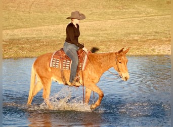 American Quarter Horse, Gelding, 7 years, 14,3 hh, Palomino