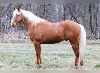 American Quarter Horse, Gelding, 7 years, 14.3 hh, Palomino