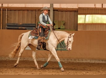 American Quarter Horse, Gelding, 7 years, 14.3 hh, Perlino