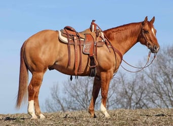 American Quarter Horse, Gelding, 7 years, 14.3 hh, Red Dun