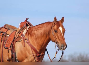 American Quarter Horse, Gelding, 7 years, 14.3 hh, Red Dun