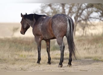 American Quarter Horse, Gelding, 7 years, 14.3 hh, Roan-Bay