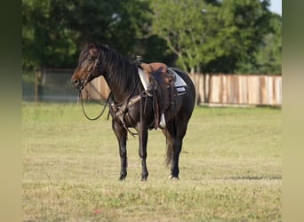 American Quarter Horse, Gelding, 7 years, 14.3 hh, Roan-Bay