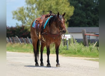 American Quarter Horse, Gelding, 7 years, 14.3 hh, Roan-Bay