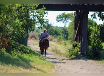 American Quarter Horse, Gelding, 7 years, 14.3 hh, Roan-Bay