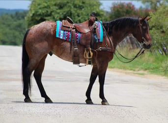 American Quarter Horse, Gelding, 7 years, 14.3 hh, Roan-Bay