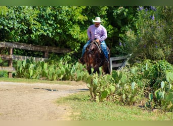 American Quarter Horse, Gelding, 7 years, 14.3 hh, Roan-Bay